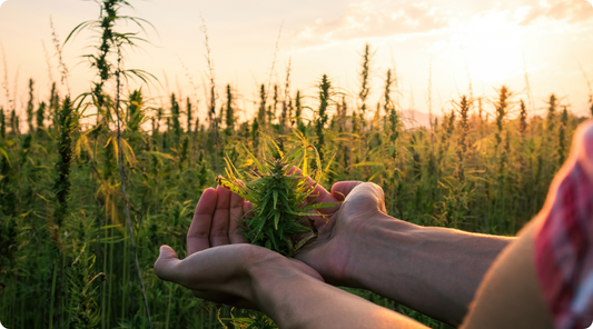 hemp plant